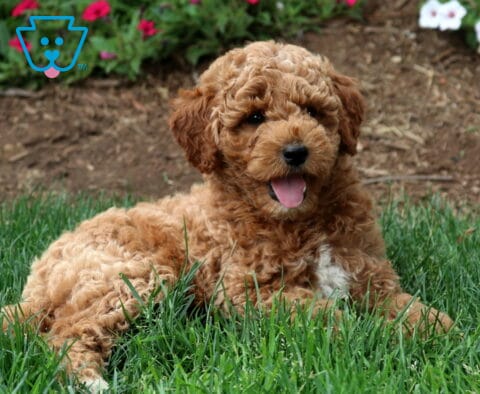 Taz Mini Labradoodle