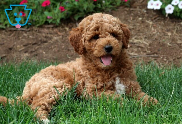 Taz Mini Labradoodle image