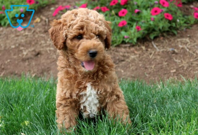 Taz Mini Labradoodle2 image