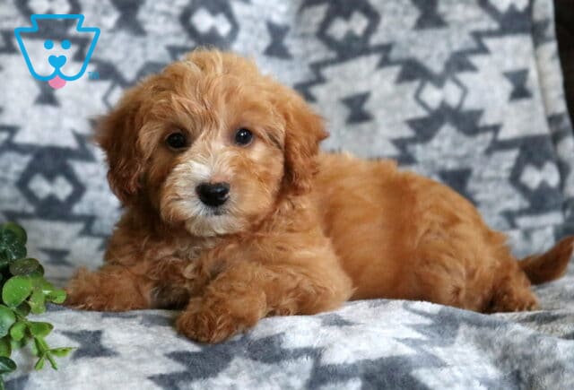 Adorable red Mini Whoodle puppy relaxing on a soft gray patterned blanket, featuring a fluffy teddy bear coat, white muzzle, and bright eyes beside a small green plant. image