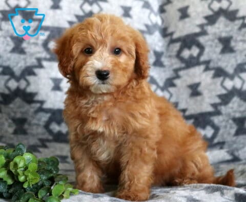 Sweet red Mini Whoodle puppy sitting on a plush gray patterned blanket, displaying a soft fluffy coat, bright round eyes, and a charming white muzzle with a decorative green plant nearby.