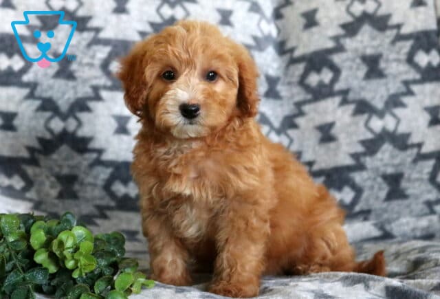 Sweet red Mini Whoodle puppy sitting on a plush gray patterned blanket, displaying a soft fluffy coat, bright round eyes, and a charming white muzzle with a decorative green plant nearby. image