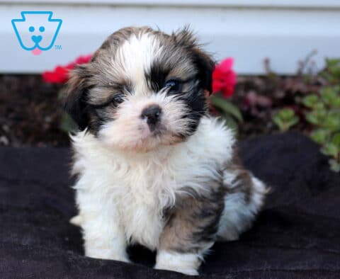 Fluffy Shih Tzu puppy sitting proudly on a dark blanket, featuring a soft white coat with brown and black markings, a full teddy bear face, and bright eyes, with colorful red flowers and greenery creating a cheerful outdoor backdrop.