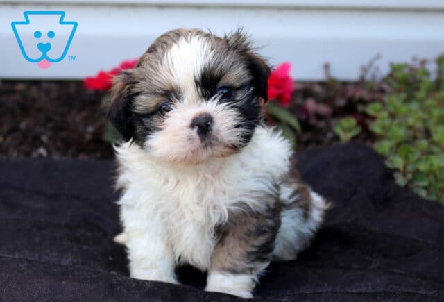 Fluffy Shih Tzu puppy sitting proudly on a dark blanket, featuring a soft white coat with brown and black markings, a full teddy bear face, and bright eyes, with colorful red flowers and greenery creating a cheerful outdoor backdrop. image