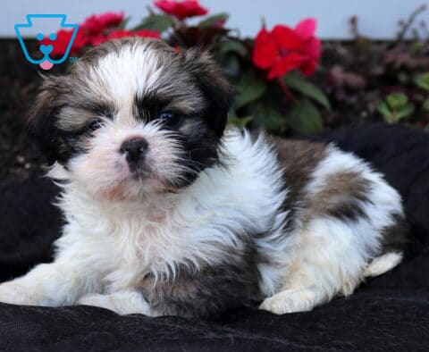 Adorable Shih Tzu puppy with a fluffy white, brown, and black coat relaxing on a dark blanket, showing off a sweet round face and bright eyes, with vibrant red flowers blooming in the background.