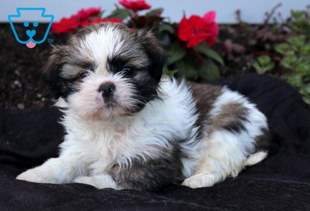 Adorable Shih Tzu puppy with a fluffy white, brown, and black coat relaxing on a dark blanket, showing off a sweet round face and bright eyes, with vibrant red flowers blooming in the background. image