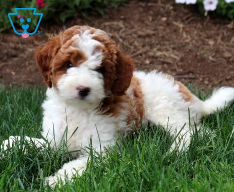 Tennessee Mini Goldendoodle2