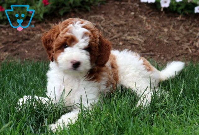 Tennessee Mini Goldendoodle2 image