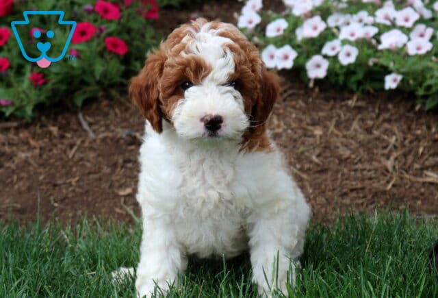 Tennessee Mini Labradoodle image