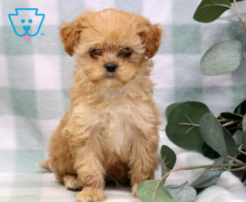 Theo Cavapoo
