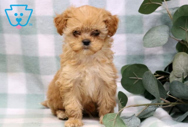 Theo Cavapoo image