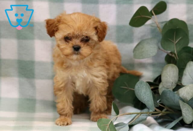 Theo Cavapoo2 image