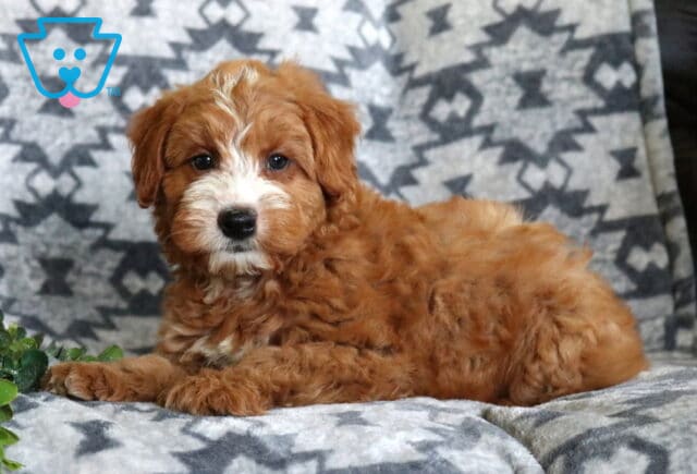 Fluffy Mini Whoodle puppy with a rich apricot coat and white facial markings lounging on a soft gray patterned blanket, looking curiously toward the camera with a small green plant nearby. image