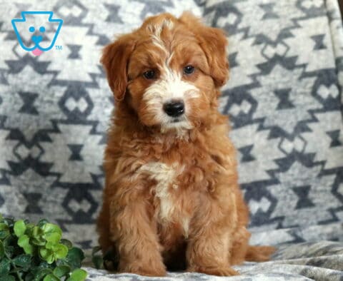 Charming Mini Whoodle puppy with a fluffy apricot coat and white blaze sitting proudly on a gray patterned blanket, featuring a soft curly coat, bright eyes, and a leafy green accent in the foreground.