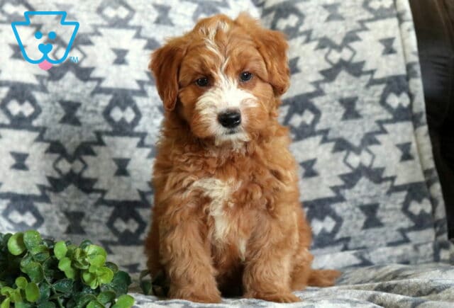 Charming Mini Whoodle puppy with a fluffy apricot coat and white blaze sitting proudly on a gray patterned blanket, featuring a soft curly coat, bright eyes, and a leafy green accent in the foreground. image