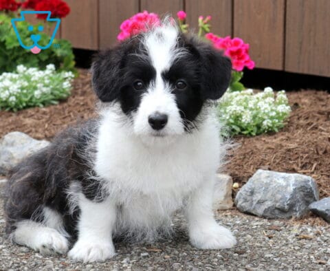 Thomas Corgipoo