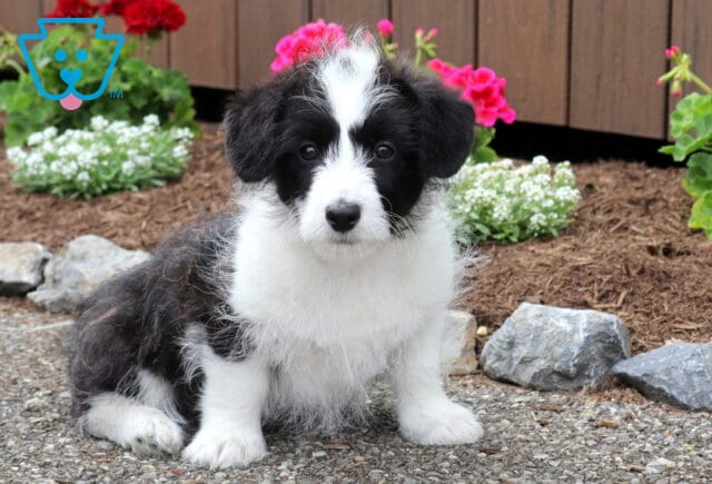 Thomas Corgipoo image