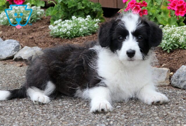 Thomas Corgipoo2 image