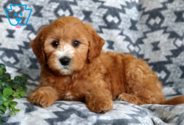 Adorable apricot Mini Whoodle puppy relaxing on a soft gray patterned blanket, featuring a fluffy wavy coat, white muzzle, expressive dark eyes, and a small green plant adding a cozy touch. image
