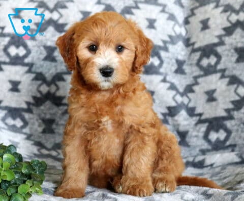 Sweet Mini Whoodle puppy with a fluffy apricot coat sitting attentively on a gray patterned blanket, showing bright eyes, a white muzzle, and a charming expression beside a small green plant.