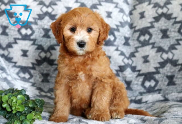 Sweet Mini Whoodle puppy with a fluffy apricot coat sitting attentively on a gray patterned blanket, showing bright eyes, a white muzzle, and a charming expression beside a small green plant. image