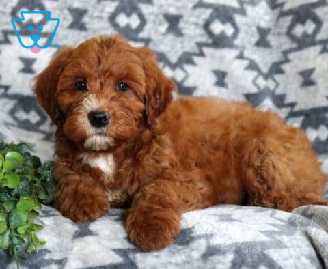 Fluffy red Mini Whoodle puppy relaxing on a cozy gray patterned blanket, with a soft wavy coat, white chest patch, and a bright green plant beside it.