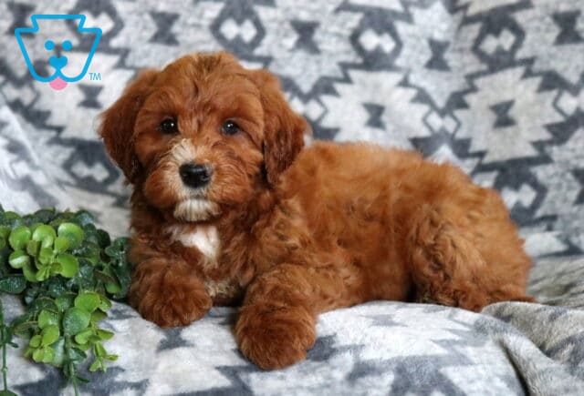 Fluffy red Mini Whoodle puppy relaxing on a cozy gray patterned blanket, with a soft wavy coat, white chest patch, and a bright green plant beside it. image