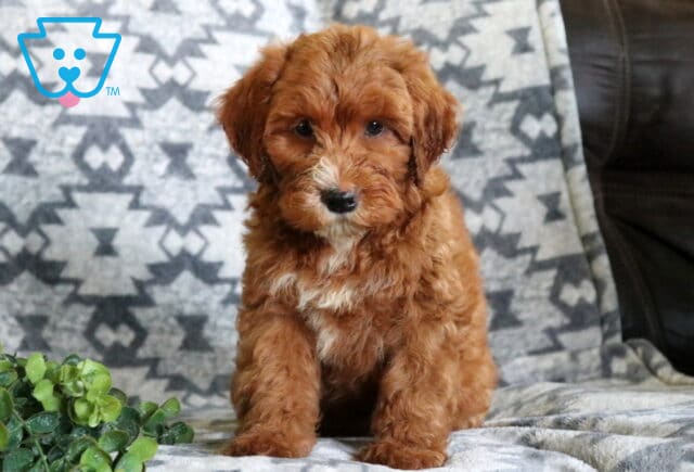 Cute red Mini Whoodle puppy sitting on a plush gray patterned blanket, showing off a fluffy wavy coat, white chest markings, and bright curious eyes with a decorative green plant nearby. image