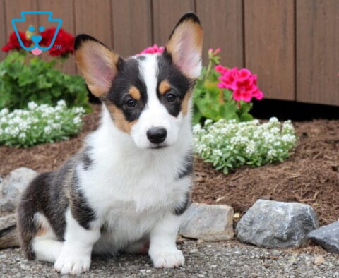 Tiffany Corgi