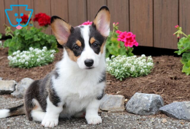 Tiffany Corgi image