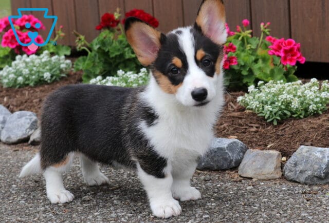 Tiffany Corgi2 image