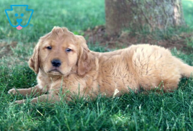 Tiike Golden image