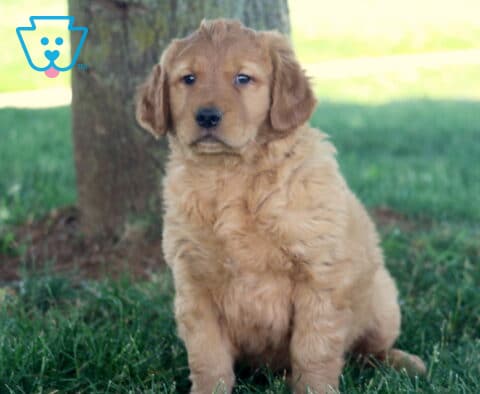 Tiike Golden2