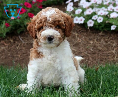 Toby Mini Labradoodle