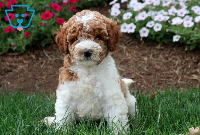 Toby Mini Labradoodle image