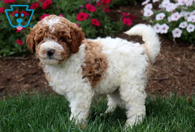 Toby Mini Labradoodle2 image