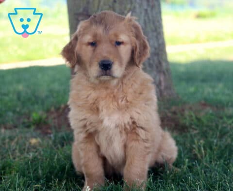 Tootsie Golden