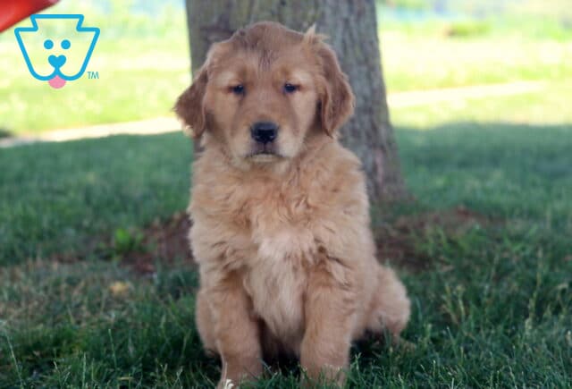 Tootsie Golden image