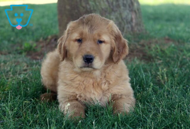 Tootsie Golden2 image