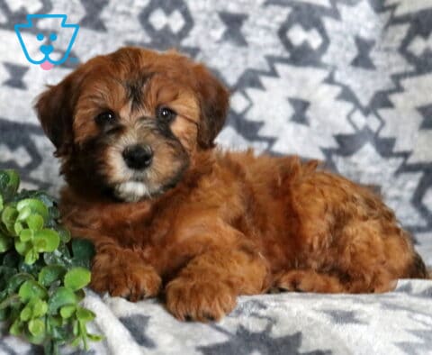 Precious Mini Whoodle puppy lounging on a soft gray patterned blanket, showcasing a rich apricot coat, gentle eyes, and fluffy curls beside a vibrant green plant.