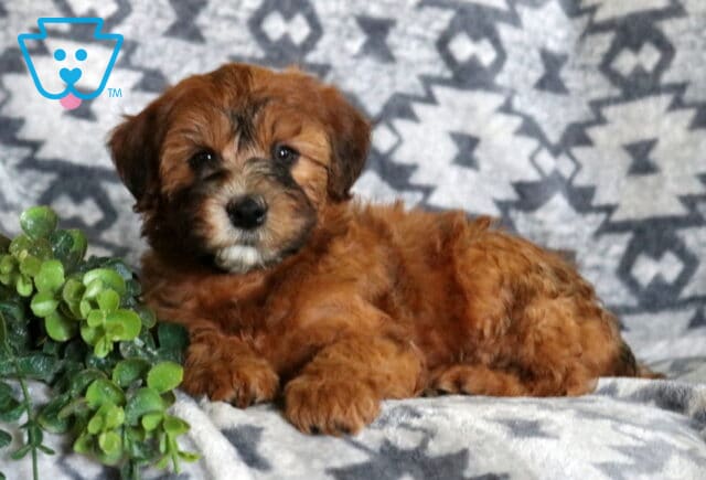 Precious Mini Whoodle puppy lounging on a soft gray patterned blanket, showcasing a rich apricot coat, gentle eyes, and fluffy curls beside a vibrant green plant. image