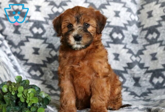 Charming Mini Whoodle puppy sitting upright on a plush gray patterned blanket, featuring a fluffy apricot coat, dark facial accents, and a cheerful green plant in the foreground. image