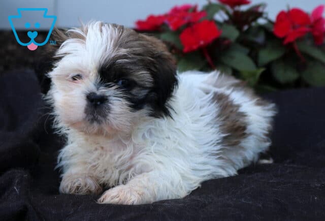 Fluffy white and brown Shih Tzu puppy resting on a dark blanket, featuring a soft teddy bear face, dark button eyes, and a tousled coat with red flowers blooming in the background. image