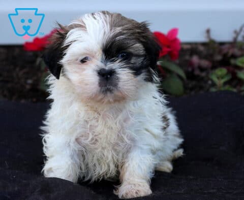 Adorable white, black, and brown Shih Tzu puppy sitting upright on a dark blanket, showing a fluffy coat, sweet round face, and bright eyes with colorful garden flowers softly blurred in the background.