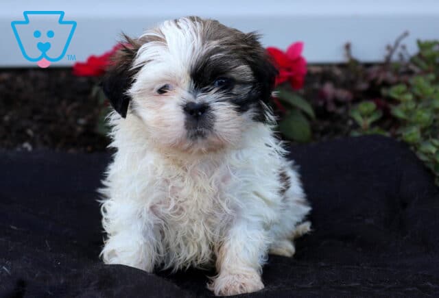 Adorable white, black, and brown Shih Tzu puppy sitting upright on a dark blanket, showing a fluffy coat, sweet round face, and bright eyes with colorful garden flowers softly blurred in the background. image