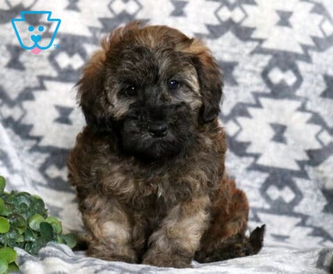 Fluffy chocolate sable Mini Whoodle puppy sitting on a cozy gray patterned blanket, with expressive dark eyes, soft wavy fur, and a small green plant adding a natural touch.