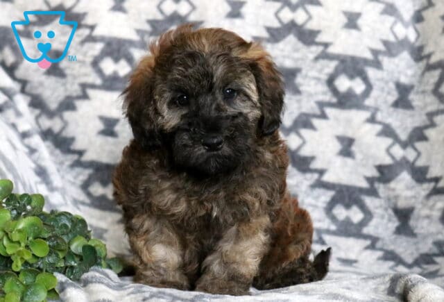 Fluffy chocolate sable Mini Whoodle puppy sitting on a cozy gray patterned blanket, with expressive dark eyes, soft wavy fur, and a small green plant adding a natural touch. image