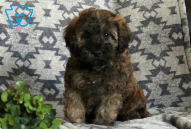 Adorable chocolate sable Mini Whoodle puppy sitting on a plush gray patterned blanket, featuring a soft fluffy coat, dark mask, and a decorative green plant in the foreground. image
