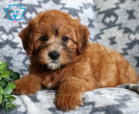 Fluffy apricot Mini Whoodle puppy stretched out on a soft patterned blanket, showing off its wavy coat and sweet expression next to a small green plant.