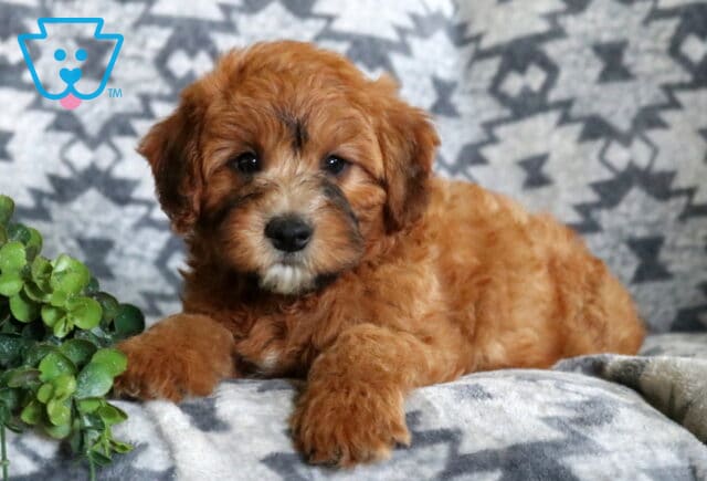 Fluffy apricot Mini Whoodle puppy stretched out on a soft patterned blanket, showing off its wavy coat and sweet expression next to a small green plant. image